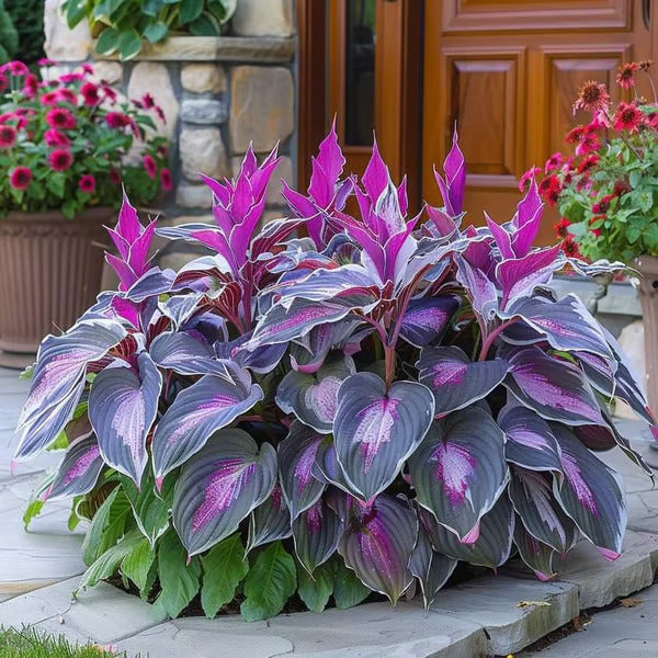🔥Premium Rare Hosta Seeds🌿Shade-Tolerant Plant
