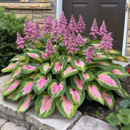 🔥Premium Rare Hosta Seeds🌿Shade-Tolerant Plant