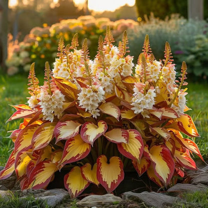 🔥Premium Rare Hosta Seeds🌿Shade-Tolerant Plant
